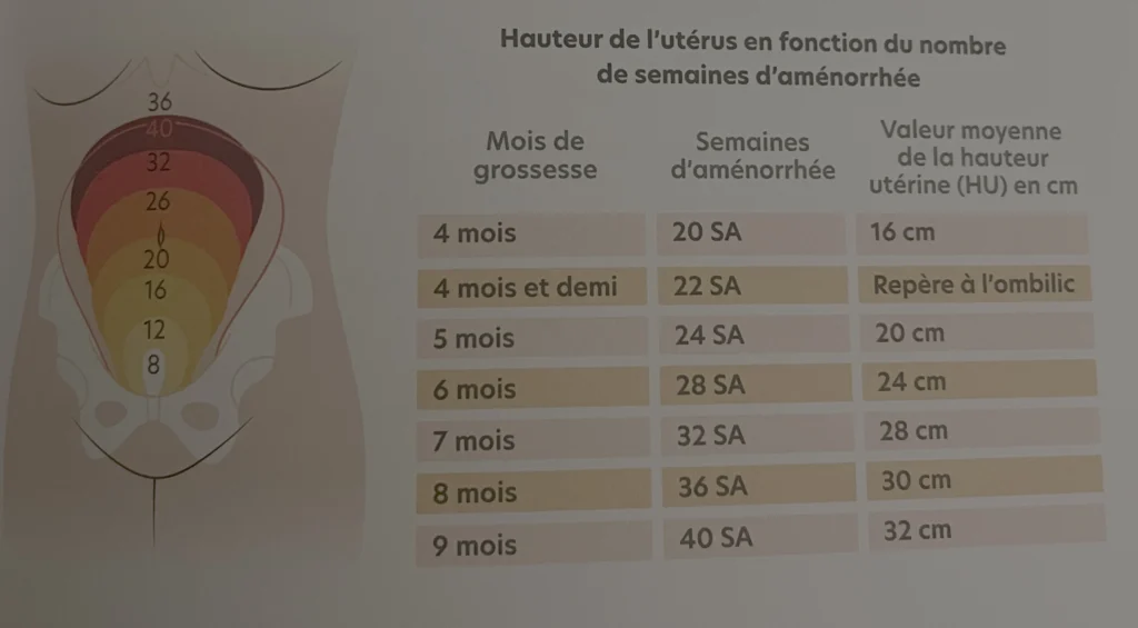 image hauteur utérus de ma grossesse sereine
