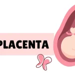 tout savoir sur le placenta