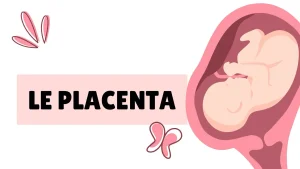 tout savoir sur le placenta